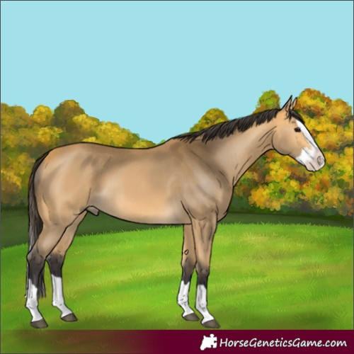 Horse Color:Buckskin Splash