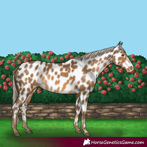 Horse Color:Chocolate Palomino Appaloosa