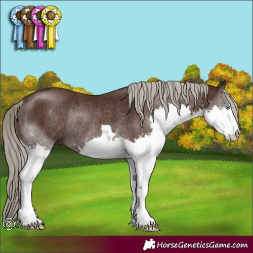 Horse Color:Liver Chestnut Splash Rabicano 