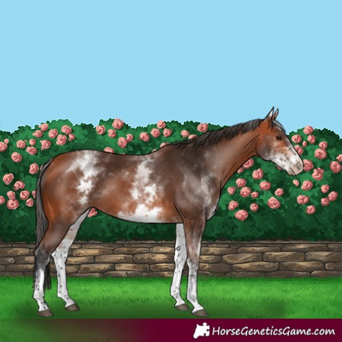 Horse Color:White Spotted Bay Rabicano