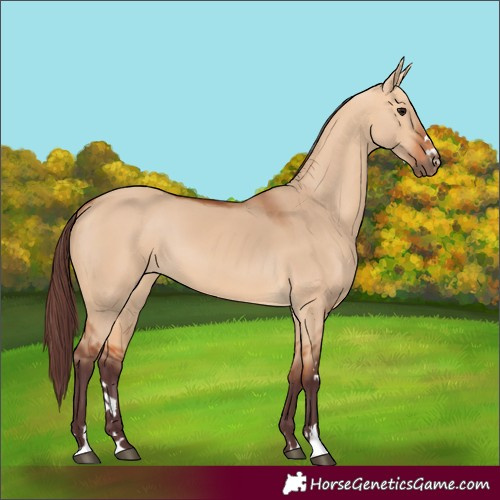 Horse Color:Chocolate Bay Dun 