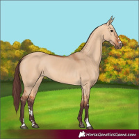Horse Color:Chocolate Bay Dun 