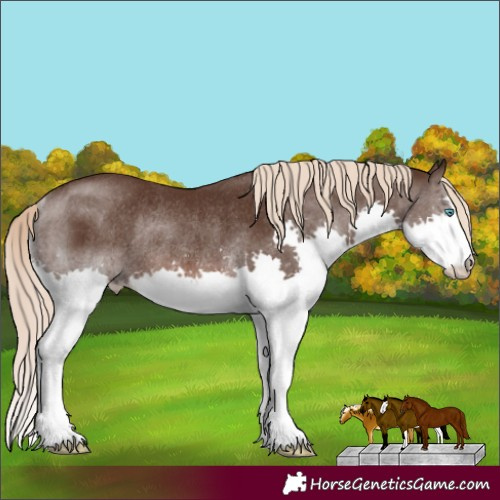 Horse Color:Liver Chestnut Splash Rabicano