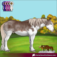 Horse Color:Liver Chestnut Splash Rabicano