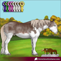 Horse Color:Liver Chestnut Splash Rabicano