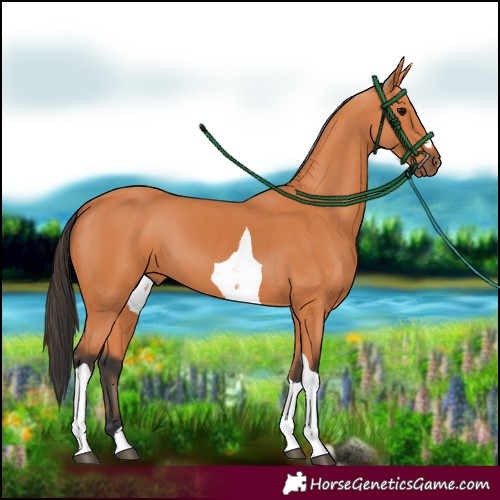 Horse Color:Bay Tobiano 