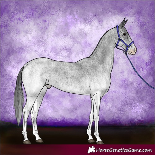 Horse Color:White Spotted Blue Roan 