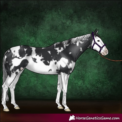 Horse Color:White Spotted Black Splash Frame 