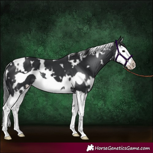 Horse Color:White Spotted Black Splash Frame