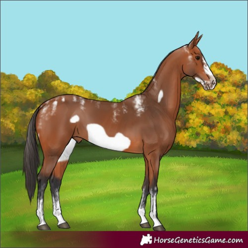 Horse Color:Powder White Bay Frame 