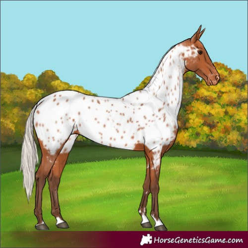 Horse Color:Silver Bay Appaloosa