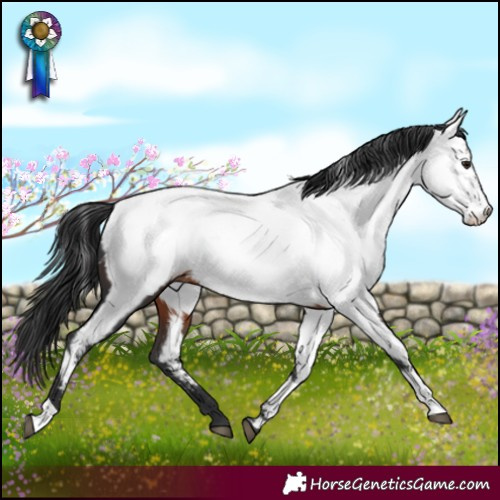 Horse Color:Brown Appaloosa Rabicano