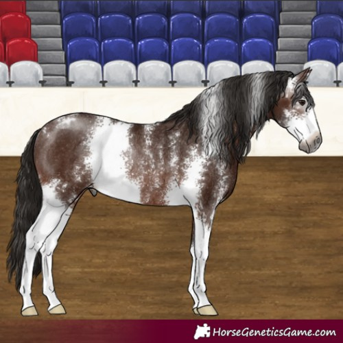 Horse Color:Gray Bay Sabino Varnish Rabicano 