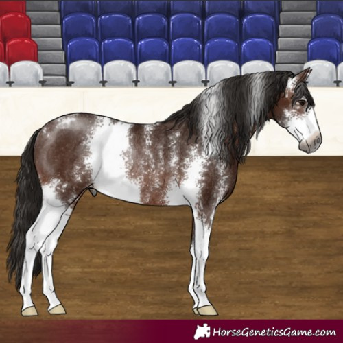 Horse Color:Gray Bay Sabino Appaloosa Rabicano 