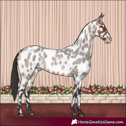 Horse Color:Bay Roan Near Leopard