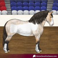 Horse Color:Buckskin Roan Frame