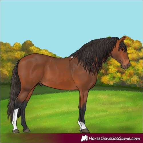 Horse Color:Bay Tobiano Rabicano 