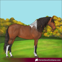 Horse Color:Bay Tobiano Rabicano