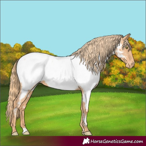 Horse Color:Gold Champagne Appaloosa 