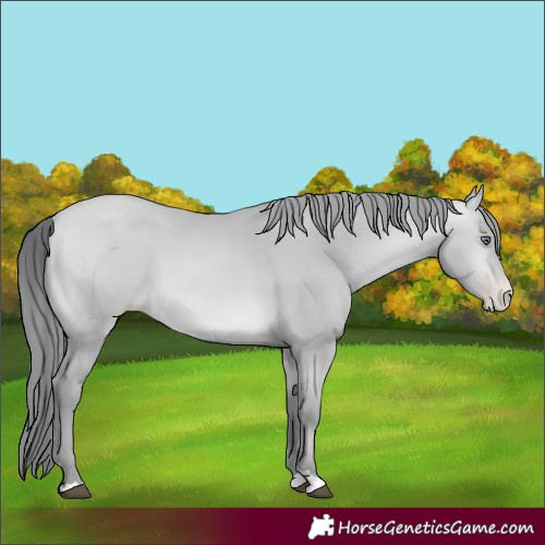 Horse Color:Brown Chinchilla Pearl 