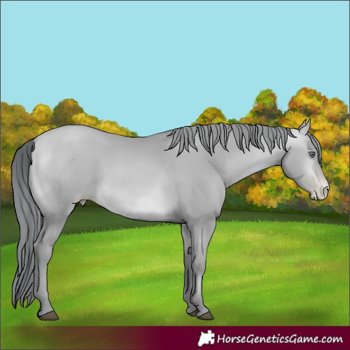 Horse Color:Brown Chinchilla Pearl 