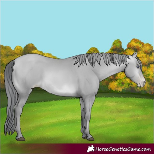 Horse Color:Brown Chinchilla Pearl