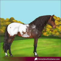 Horse Color:Bay Snowcap 