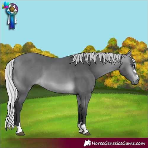 Horse Color:Silver Brown Chinchilla 