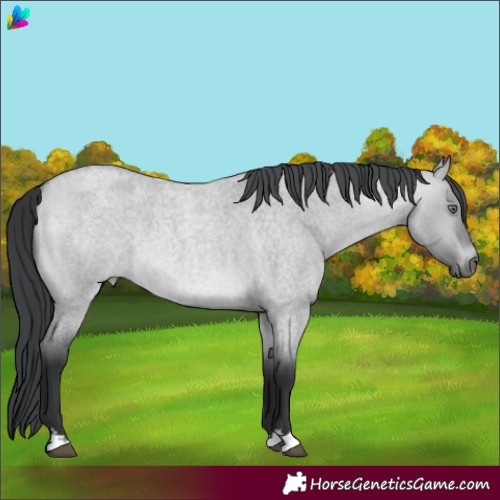 Horse Color:Brown Chinchilla Roan Dun