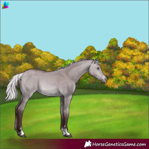 Horse Color:Chocolate Silver Brown Chinchilla Dun
