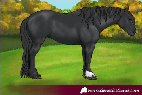 Horse Color:Black 