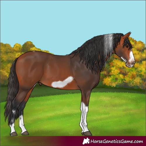 Horse Color:Bay Tobiano Frame