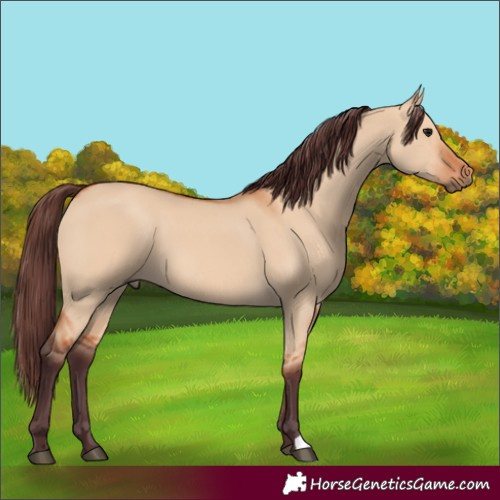 Horse Color:Chocolate Bay Dun 