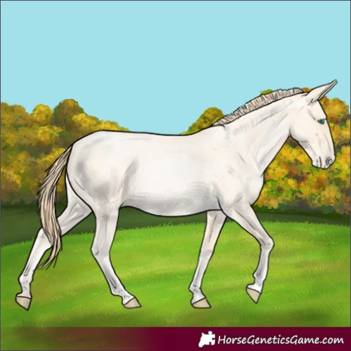 Horse Color:Buckskin Roan Pearl and Buckskin Roan Pearl