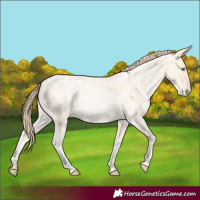 Horse Color:Buckskin Roan Pearl  and Buckskin Roan Pearl 