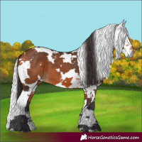 Horse Color:Bay Harlequin Merle