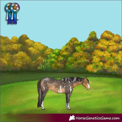 Horse Color:White Spotted Buckskin Sabino Snowflake Varnish Rabicano
