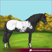 Horse Color:Black Near Fewspot