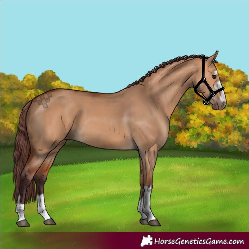 Horse Color:Chocolate Bay Dun 