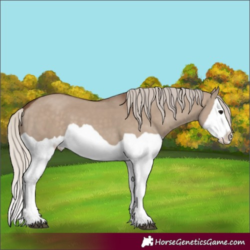 Horse Color:Silver Grullo Splash 