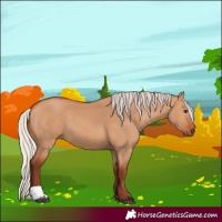 Horse Color:Chocolate Silver Bay Dun