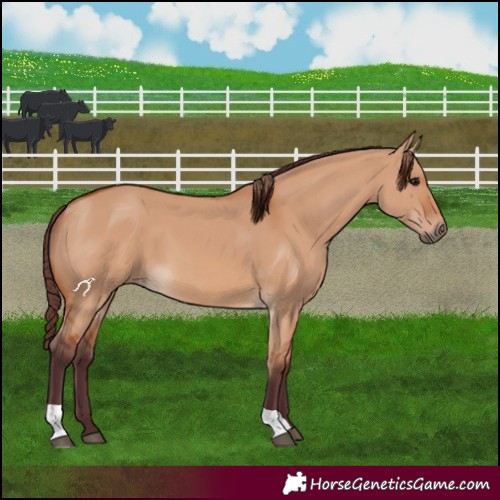 Horse Color:Chocolate Bay Dun 