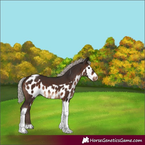 Horse Color:Silver Brown Tobiano Skewed Appaloosa 