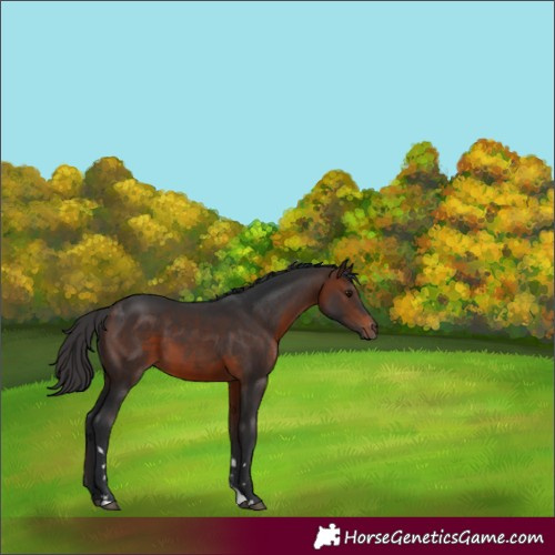 Horse Color:Brown 