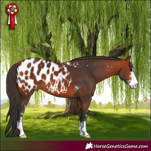 Horse Color:Bay Sabino Appaloosa 