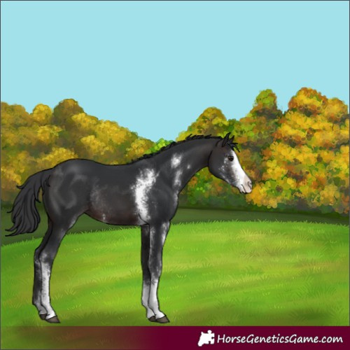 Horse Color:Brown Sabino Rabicano