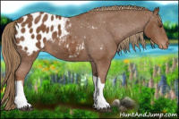 Horse Color:Chestnut Appaloosa 