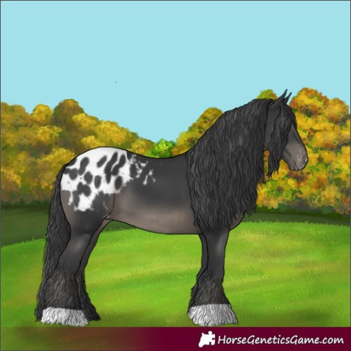 Horse Color:Black Blanket 