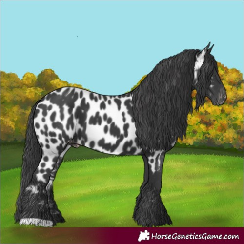 Horse Color:Black Near Leopard 