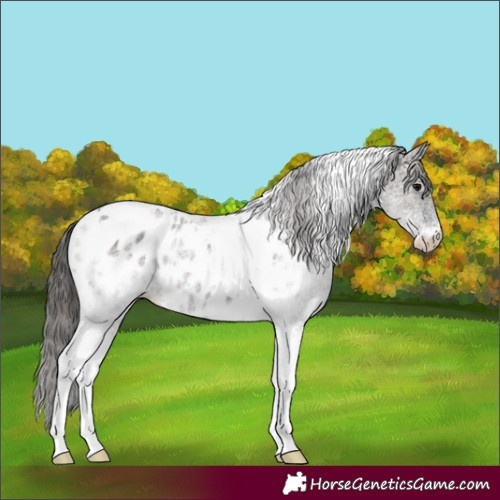 Horse Color:White Spotted Grullo Tobiano Near Leopard 